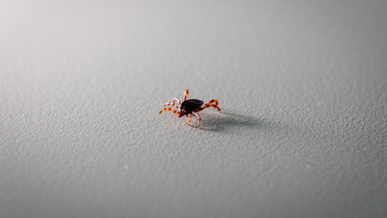 Tokat'ta 2 kişi KKKA hastalığı teşhisiyle tedavi görüyor