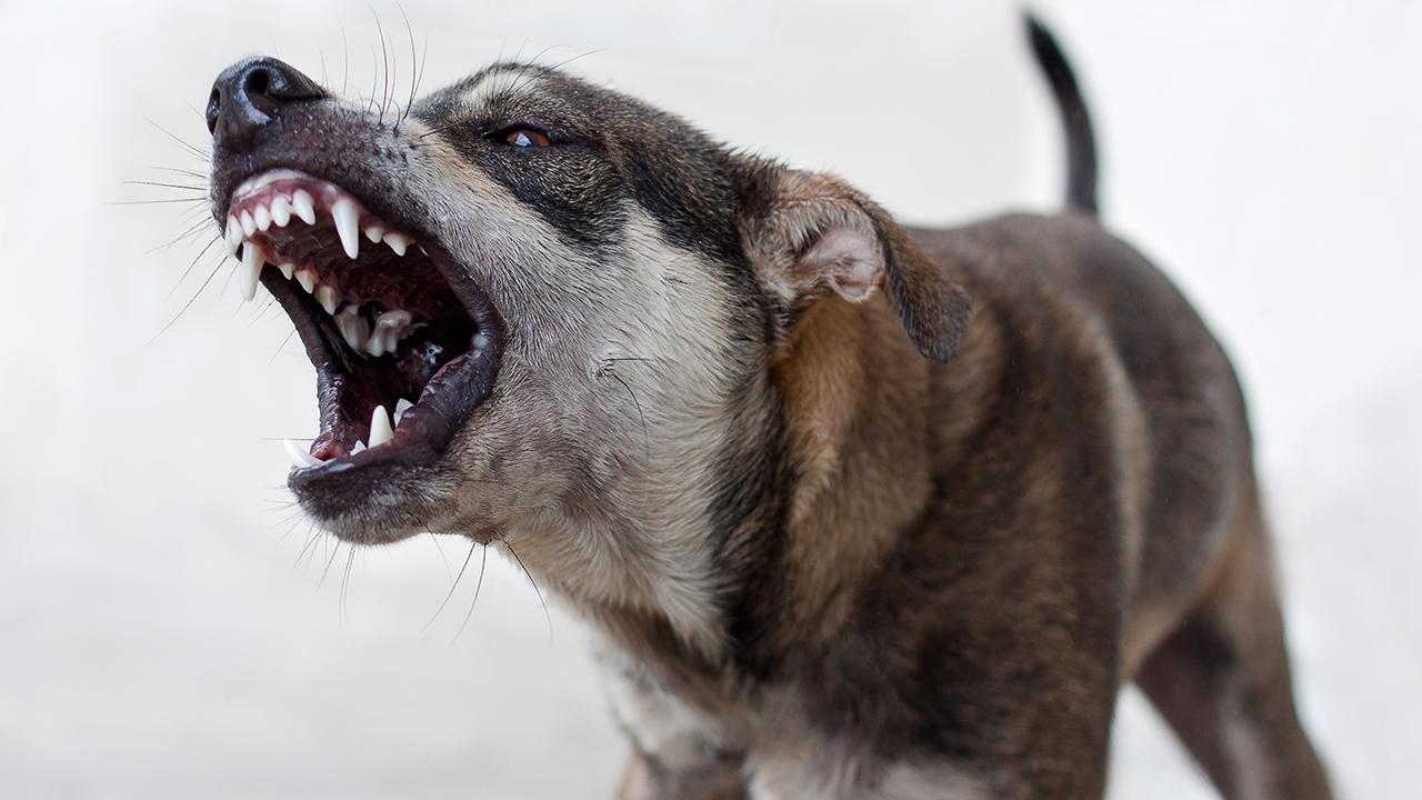 Van'da başıboş sokak köpekleri 2 çocuğa saldırdı: 5 yaşındaki çocuk hayatını kaybetti