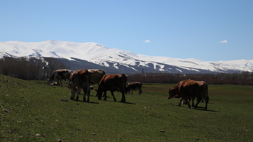 Araştırma: Karadaki hayvan habitatının yüzde 36'sı 2085'e kadar aşırı hava olaylarına maruz kalabilir