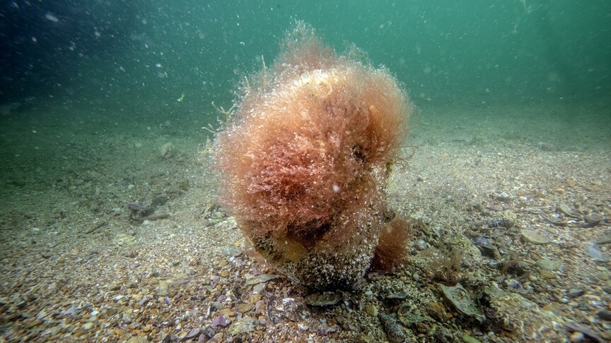 Tuzla sahillerinde keşfedilen deniz çayırı ile pinalara bilimsel takip