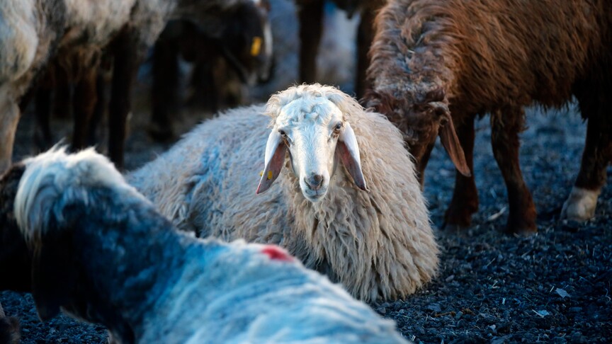 Kurban bağışında "sahte dernek" riski