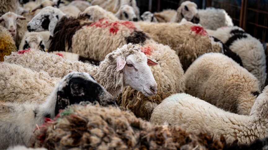 Koyun keçi yetiştiricilerinden "belediyeler kurban pazar yerlerinden kira almasın" talebi