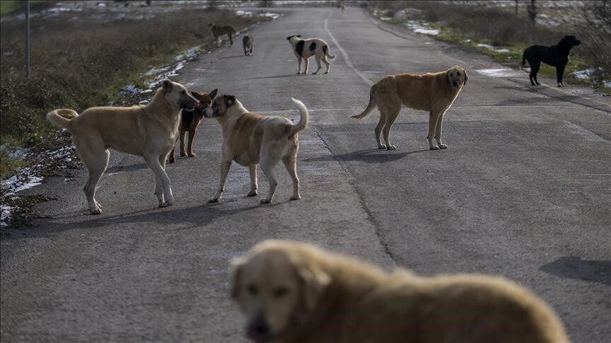 Şanlıurfa'da sahipsiz köpeğin saldırdığı kişi yaralandı